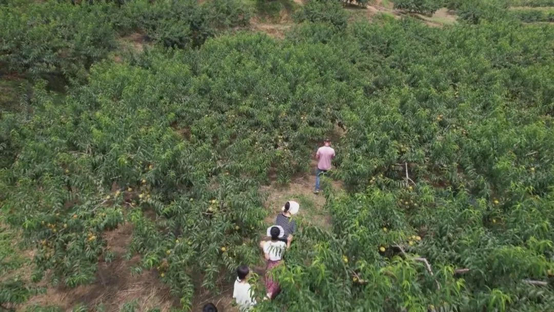 微信圖片_20250613124737 拷貝.jpg